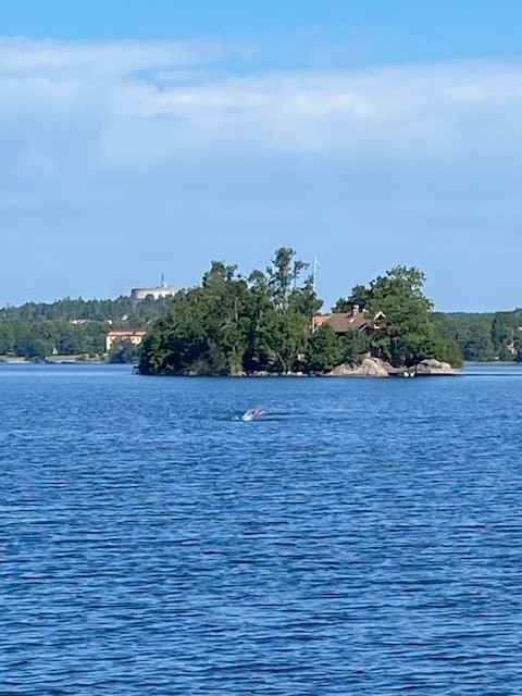 Edsviken swim